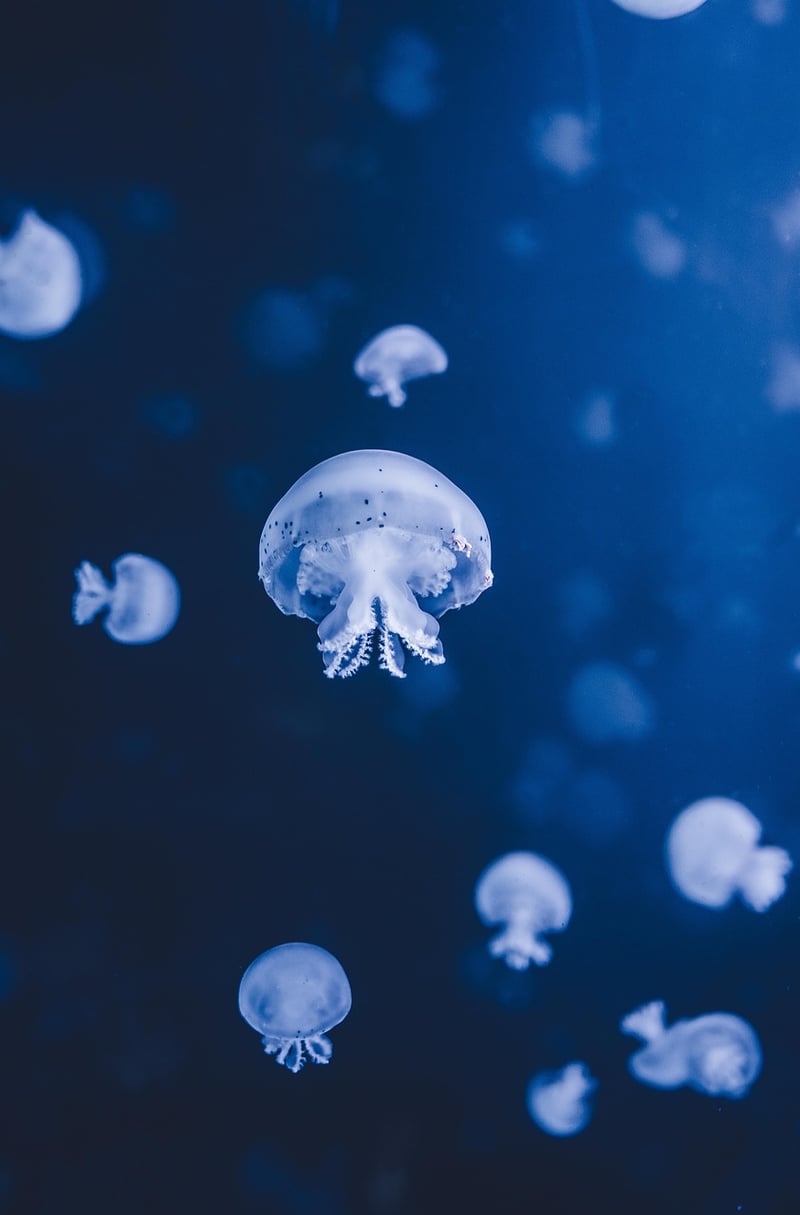Underwater Paradises