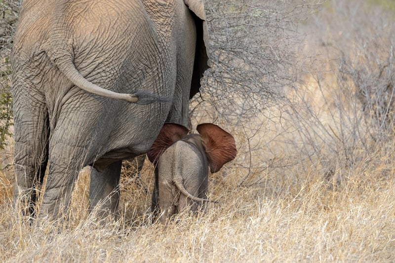 Jungle Elephant